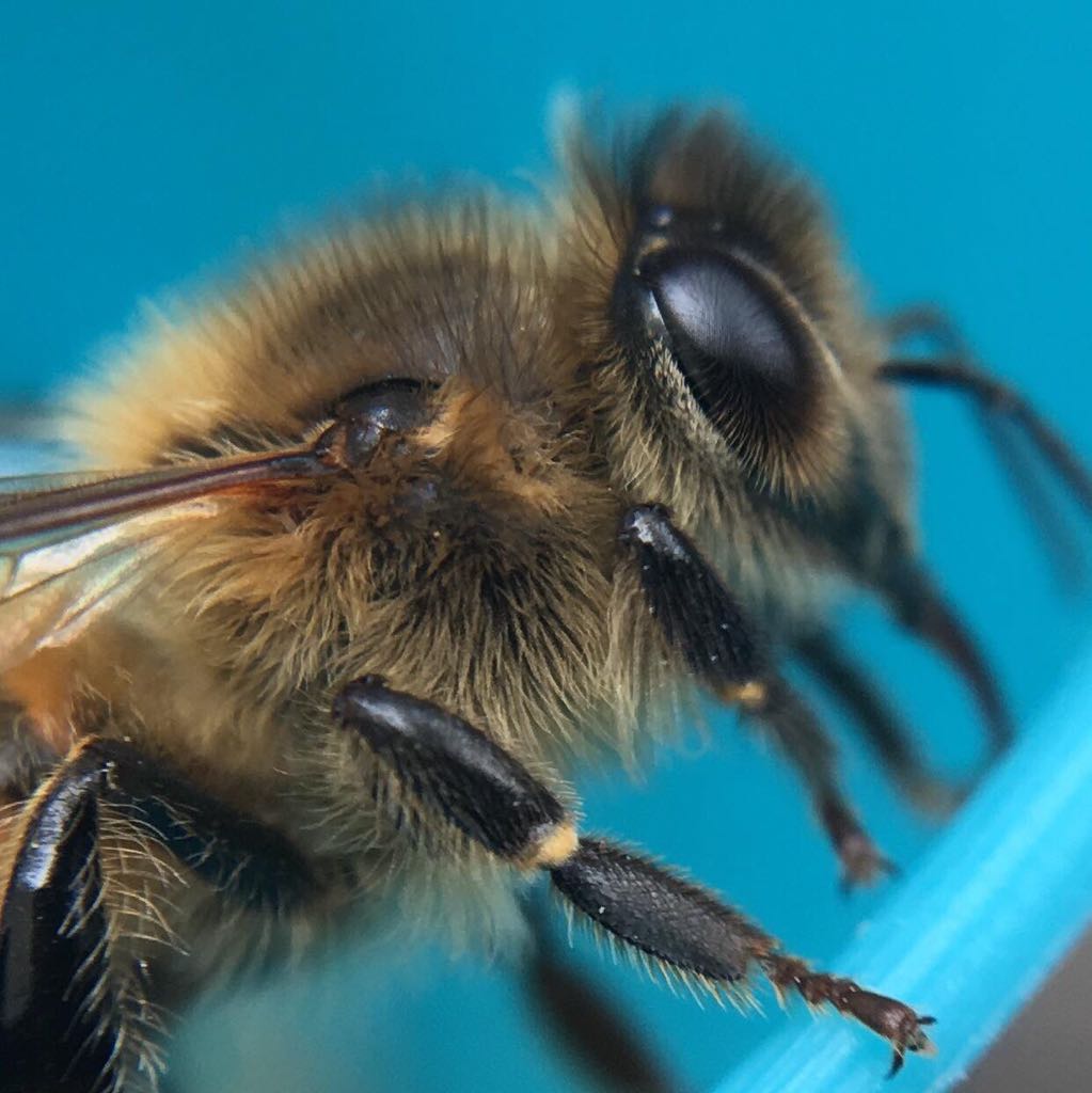 Close up of Honey Bee