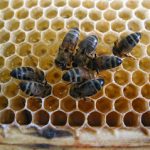 Bees in hive on frame