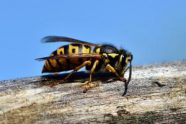 Wasp on Wood